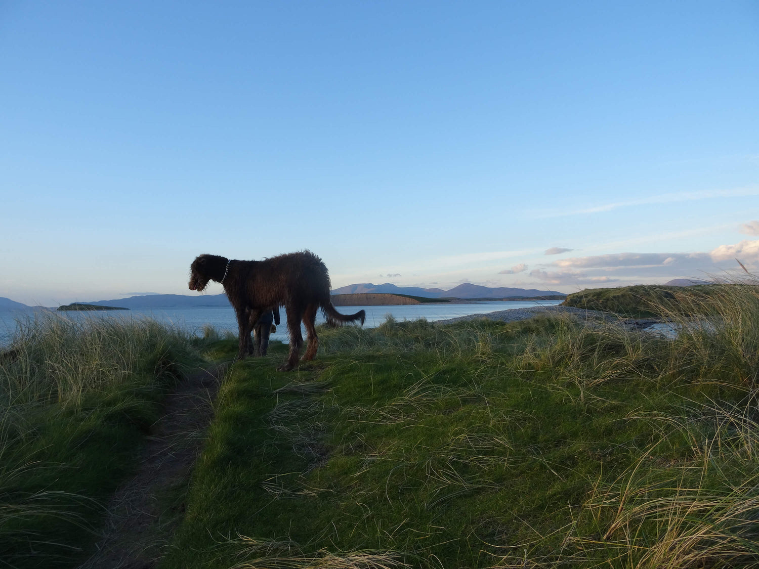 An Irish Wolfhound standing on a grassy hill overlooking the ocean, with distant islands and mountains in the background under a clear blue sky. The peaceful coastal landscape is bathed in soft evening light.