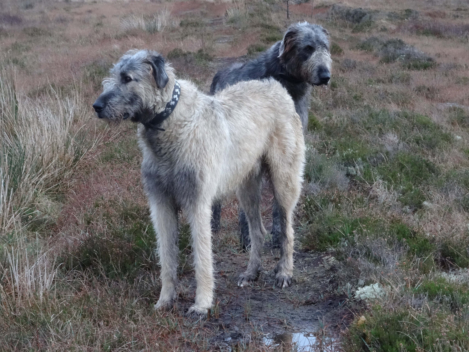 Two Irish Wolfhounds standing in a rugged, grassy moorland, attentively gazing into the distance. Their scruffy coats blend with the earthy tones of the landscape, creating a natural and wild setting.