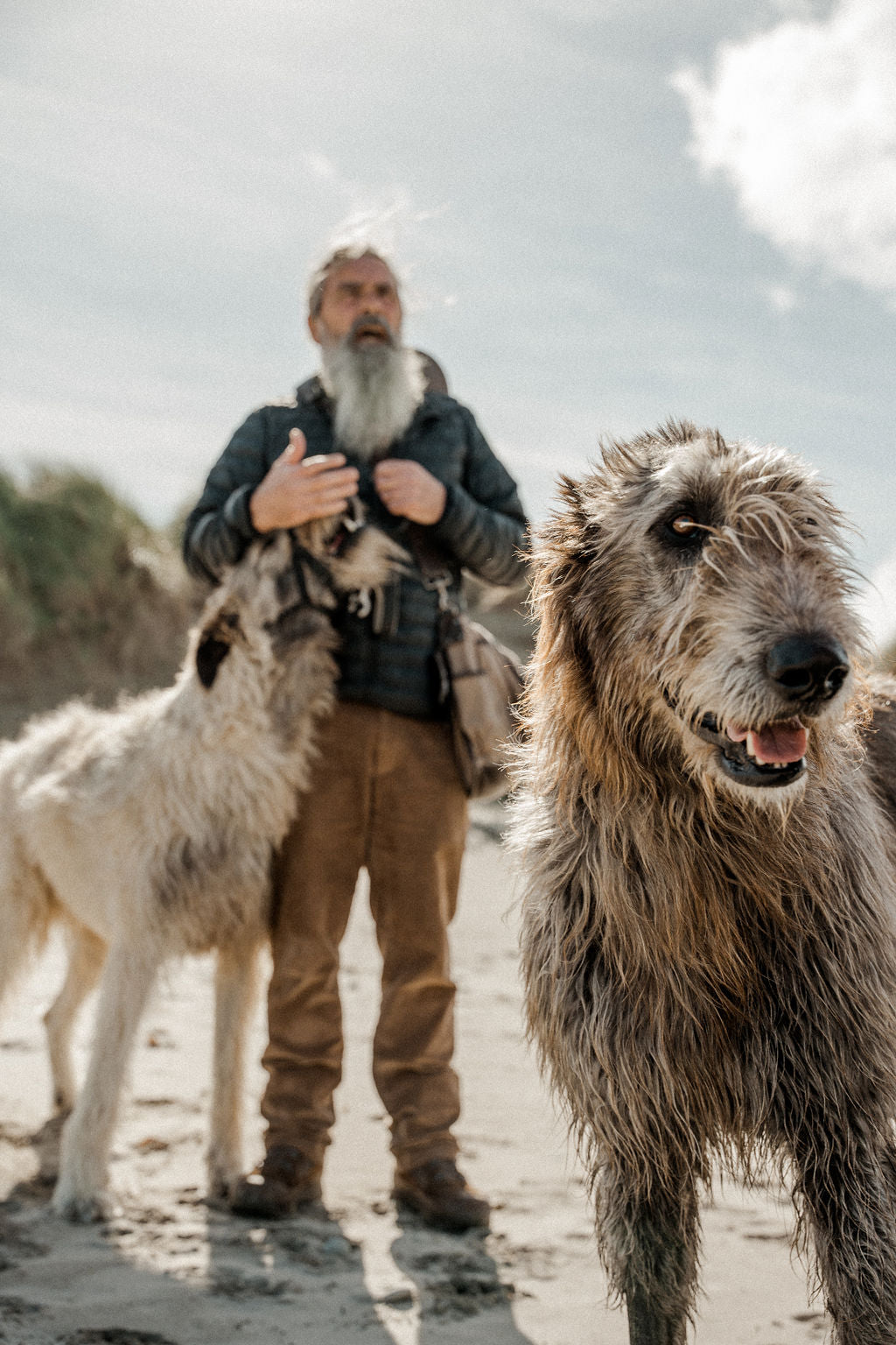 "Close-up of an Irish Wolfhound on a sandy beach, with Aidan and another Irish Wolfhound in the softly blurred background. The scene captures a rugged, windswept coastal atmosphere under a bright sky.