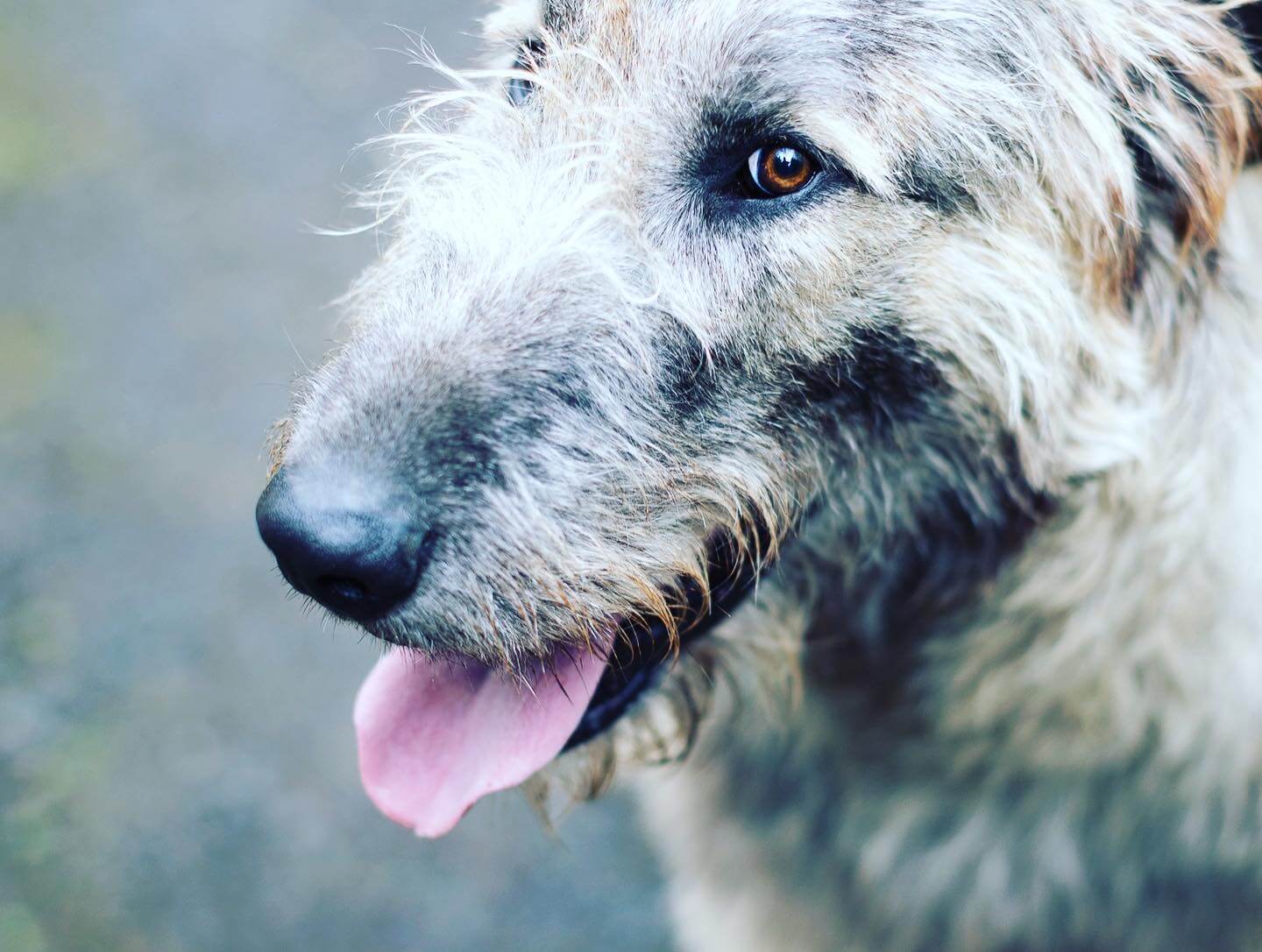 Close-up portrait of an Irish Wolfhound with a scruffy, light grey coat, bright amber eyes, and its tongue hanging out, capturing a friendly and relaxed expression.