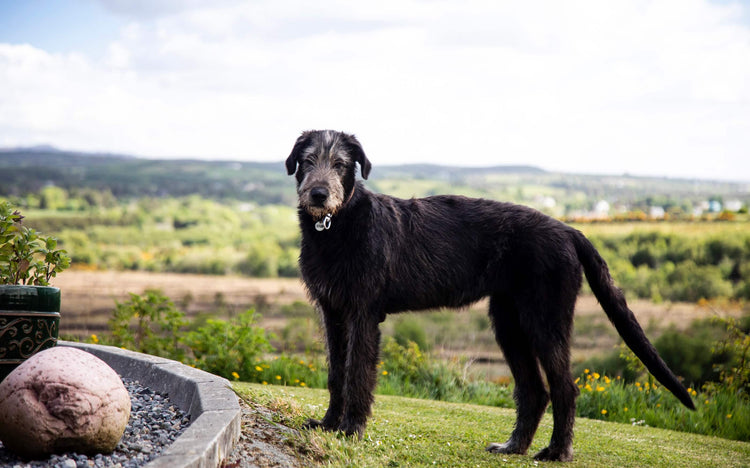 A majestic black Irish Wolfhound stands on a lush green hillside, gazing directly into the camera. The dog's sleek coat contrasts with the vibrant countryside landscape in the background, which features rolling fields, scattered houses, and a bright sky. A garden pot and a decorative rock are in the foreground, adding depth to the scene.